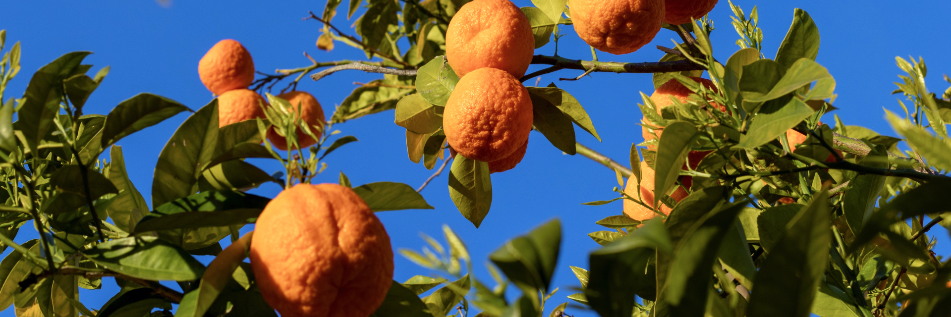 Oranges on the orange tree branches