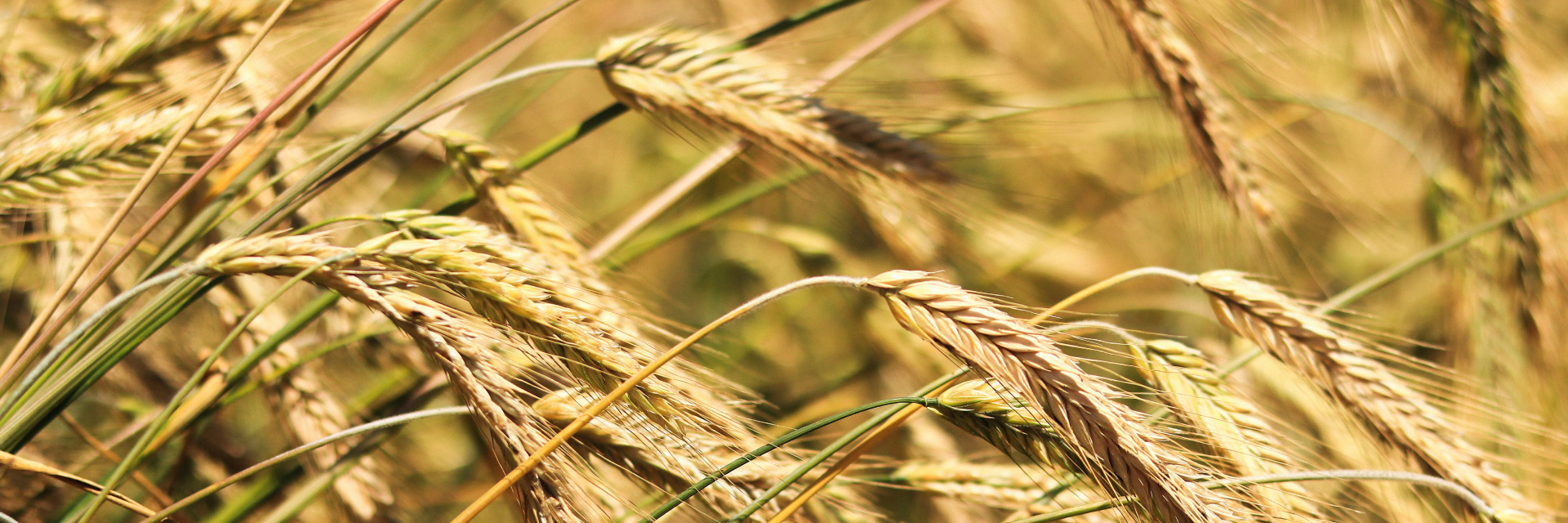 Kohlenhydratarmes Getreide für deine Ernährung